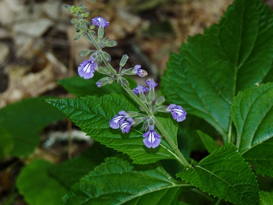 {Salvia urticifolia}